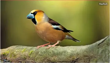  ??  ?? Hawfinch