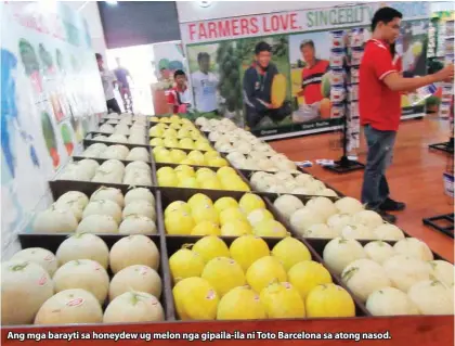  ??  ?? Ang mga barayti sa honeydew ug melon nga gipaila-ila ni Toto Barcelona sa atong nasod.