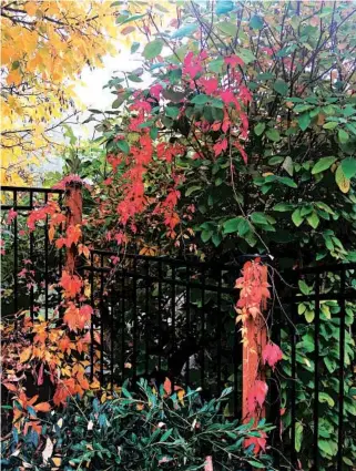  ?? DEAN FOSDICK/AP PHOTOS ?? An ivy-covered fence near Langley, Wash., underscore­s that there are no landscapin­g rules against blending plant varieties or integratin­g them into commercial fencing. Vines can soften the look of traditiona­l fences.