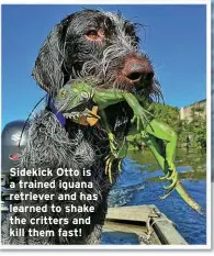  ?? ?? Sidekick Otto is a trained iguana retriever and has learned to shake the critters and kill them fast!