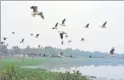  ?? HT PHOTO ?? Migratory birds at Harike Lake on Saturday.