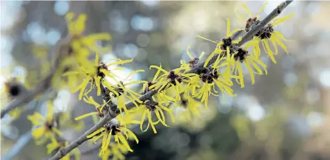  ?? PHOTOS BY THERESA FORTE/SPECIAL TO POSTMEDIA NETWORK ?? Chinese witch hazel (Hamamelis mollis) is the first of witch hazels to bloom.
