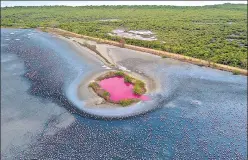  ?? PRATIK CHORGE/HT ?? A bloom of deep pink water seen at the Talawe wetland in Navi Mumbai. Experts said the colour could be n due to microscopi­c algae and bacteria producing beta-carotene, among other factors.