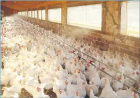  ?? Photo: Contribute­d ?? Supply opportunit­y… Namibia Poultry Industries believes local producers are able to meet local demand.