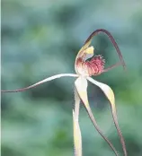  ??  ?? The rare caladenia dienema. Picture: J WOODS RTBG