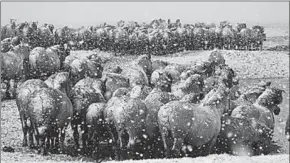  ??  ?? Konikpaard­en in winterse Oostvaarde­rsplassen. Het welzijn van grote grazers als deze dieren is regelmatig inzet van heftige discussies.(Foto: ANP)