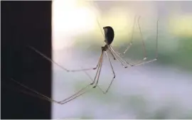  ?? Foto: Karl-Josef Hillenbran­d/dpa ?? Unbeliebt, aber sicher kein Feind: Spinnen fangen und fressen viele andere Insekten im Haus.