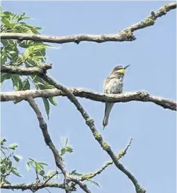  ??  ?? Bee-eaters have hatched chicks at a quarry in East Leake.