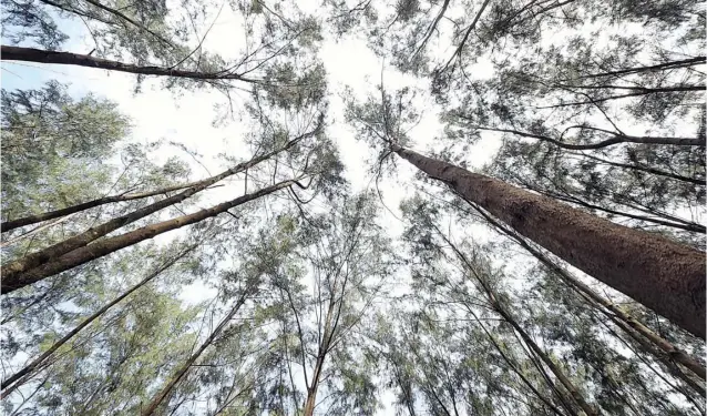  ?? PHOTOGRAPH BY SONNY ESPIRITU FOR THE DAILY TRIBUNE ?? Best things in life are free When times seem rough, look up. Above the tall trees in San Narciso, Zambales, a glimpse of the clear skies leaves a feeling of tranquilit­y.