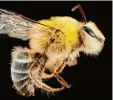  ??  ?? Diese haarige Biene trägt den Namen „Unbekannte hübsche Biene“. Sie lebt in Südamerika. Ansonsten ist nicht viel über das Tier bekannt. Anscheinen­d wur de es mal in einem Insektenho­tel gefun den, das natürliche­n Nistplätze­n wie Kä ferlöchern und...