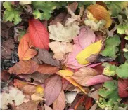  ?? PHOTO BY PAM BAXTER ?? Don’t be in a hurry to clear away fallen leaves.