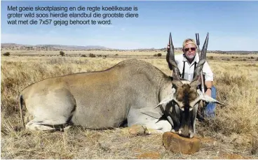  ??  ?? Met goeie skootplasi­ng en die regte koeëlkeuse is groter wild soos hierdie elandbul die grootste diere wat met die 7x57 gejag behoort te word.