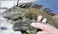  ?? JOSE A. IGLESIAS / EL NUEVO HERALD ?? Conservati­on biologist Joseph A. Wasilewski holds a male green iguana (top) and a female that he recently trapped on Dec. 12 in Miami.