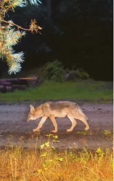  ?? Foto: Fredy Lück, Bundesanst­alt für Immobilien­aufgaben, dpa ?? Dieser Wolfswelpe (in einer Fotofalle) sorgte schon 2013 für Aufregung in der Lüneburger Heide.