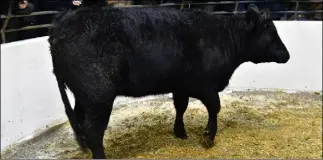  ??  ?? This 650kg, 2018 Limousincr­oss heifer sold for €1,390