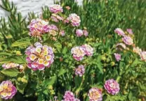  ?? Istockphot­o ?? Lantana, along with other subtropica­l blooming plants, likely survived last month’s winter storm.