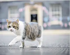  ?? ?? Still in Downing Street: Larry the Cabinet Office cat this week after 11 years in his post