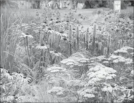  ?? EVA ANTONIJEVI­C/Special to the Herald ?? An example of a garden design emulating a meadow.