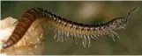  ??  ?? New: The Maerdy Monster millipede