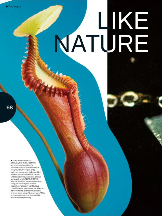  ??  ?? ● Many insects secrete a thin, oily film that helps them adhere to surfaces, but the porous surface of the carnivorou­s PITCHER PLANT holds on to water, rendering such adhesive films useless. Harvard scientists created Slips (slippery liquid-infused...