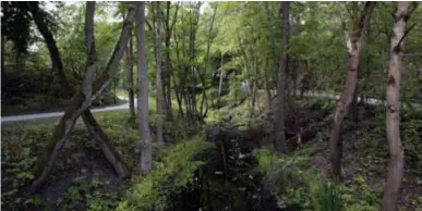  ?? FOTO: JANNIE FLODMAN ?? SKA FÖRTÄTAS. 800–1 000 bostäder ska byggas i den övre delen av Årstaskoge­n, närmast Årsta. Övriga skogen ska bli naturreser­vat.