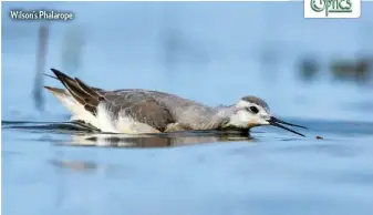  ??  ?? Wilson’s Phalarope