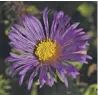  ?? PHOTOS BY PAM OWEN ?? ABOVE | New England asters.