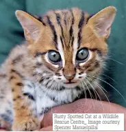  ?? ?? Rusty Spotted Cat at a Wildlife Rescue Centre_ Image courtesy Spencer Manuelpill­ai