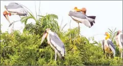  ?? ELEANOR BRIGGS/WILDLIFE CONSERVATI­ON SOCIETY ?? Greater adjutants at Prek Toal, spotted in 2012. Wetlands cover a third of Cambodian territory.