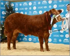  ?? ?? SASSY GIRL stood reserve champion before setting the
£36,000 record