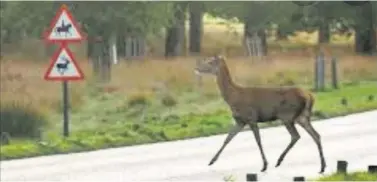  ??  ?? Motorists are urged to watch out for deer, particular­ly at twilight