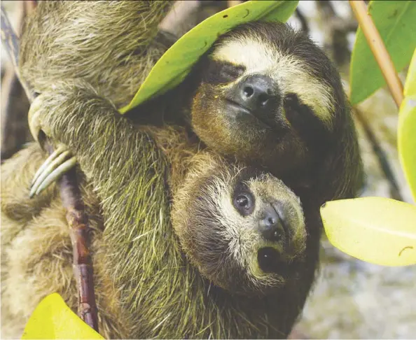  ?? Photos: BBC Earth ?? A mother pygmy three-toed sloth cradles her baby in her arms — among many fascinatin­g animals to discover on Planet Earth II.