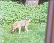  ?? Jeff Northcutt / Contribute­d photo ?? This coyote was photograph­ed in the backyard of a Somerset Lane home in Stamford.