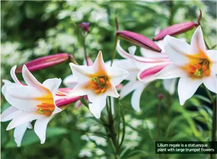  ??  ?? Lilium regale is a statuesque plant with large trumpet flowers