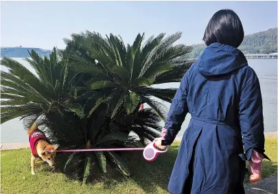  ??  ?? A woman walks her dog at Yuehu Sculpture Park, one of the few parks open to dogs. — Echo Hu