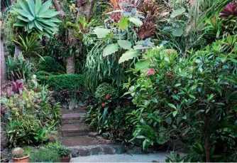  ??  ?? THIS PAGE (from top) Brick paths and steps link the garden rooms on the once-bare back section: “People often say they feel like Alice in Wonderland when they come here,” says Mark. Even the trees have become gardens, with their trunks home to a plethora of epiphytic plants including staghorn ferns, bromeliads, vrieseas and billbergia. The garden’s canopy, seen from the roof garden, is a botanical tapestry of texture and colour. OPPOSITE (left to right from top row) Pale pink cherry blossom is unexpected company for a subtropica­l garden; a cypress beyond is clipped to a cloud formation. Bromeliad ‘Rubra’ hybrids in the rooftop garden add colour against the green canopy. An orange clivia flower below the variegated foliage of a ginger plant. Spanish moss (Tillandsia usneoides). Gene Dillman and Mark van Kaathoven. Epiphytes attached to the trunk of an agave. A limestone figure amidst greenery and the pink sprays of aechmea and begonia.