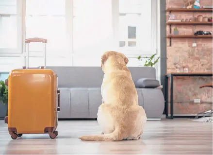  ?? OLENA YAKOBCHUK/DREAMSTIME ?? Vacations can be difficult for a pet left behind at home.