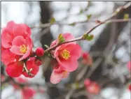  ?? Daniel Bereznicki/Westside Eagle Observer ?? These flowering quinces are just beginning to blossom. It’s just another stunning visual treat for the upcoming early spring. These flowers are blooming just off a resident’s property located at the corner of N. Smith Ave. and W. Main Street in Gentry.