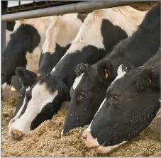 Troublesho­oting poor milk performanc­e - PressReader