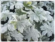  ??  ?? Big-root geraniums (Geranium macrorrhiz­um) with deeply scalloped leaves coated with tiny ice crystals — the patch is a study of texture and form. Cold nights will turn the evergreen leaves red and orange for the winter.