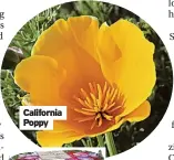  ?? ?? California Poppy