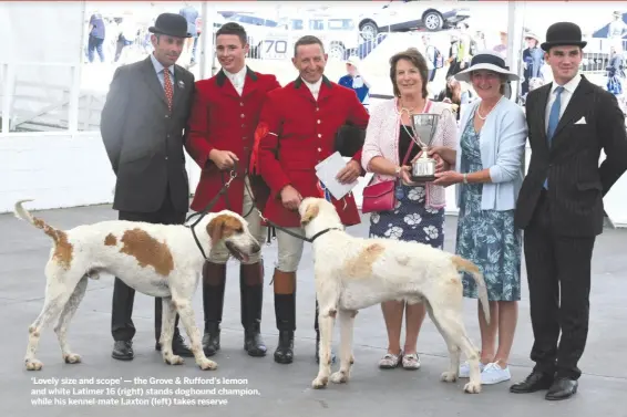  ??  ?? ‘Lovely size and scope’ — the Grove &amp; Rufford’s lemon and white Latimer 16 (right) stands doghound champion, while his kennel-mate Laxton (left) takes reserve