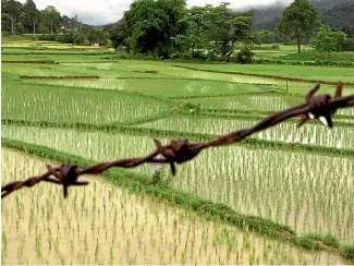  ?? PHOTO: SUPPLIED ?? Paddy fields are far more common than rugby fields in Laos.