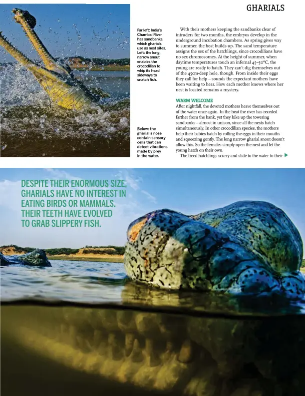  ??  ?? Far left: India’s Chambal River has sandbanks, which gharials use as nest sites. Left: the long, narrow snout enables the crocodilia­n to whip its head sideways to snatch fish. Below: the gharial’s nose contain sensory cells that can detect vibrations...