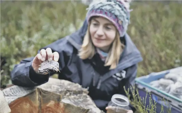  ?? ?? 0 Scotland’s pine hoverfly is just one of 50 species the Royal Zoological Society of Scotland has pledged to help save in its new strategy for 2030