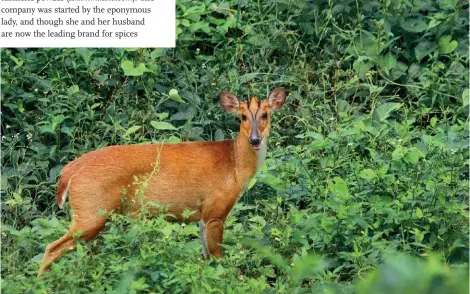  ??  ?? Spot barking deers at Anamalai Tiger Reserve, which spans the border of Tamil Nadu.