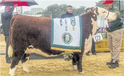  ?? Sra ?? El Gran Campeón Hembra Polled Hereford que crió Horacio La Valle