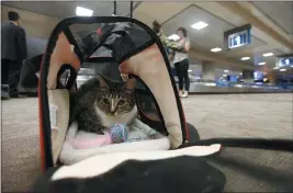  ?? ROSS D. FRANKLIN — THE ASSOCIATED PRESS FILE ?? Oscar the cat, who is not a service animal, sits in a carry-on travel bag after arriving at Phoenix Sky Harbor Internatio­nal Airport in Phoenix.