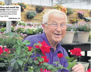  ??  ?? Stop and smell the roses Adam inspects the Rose Lovestruck, voted as Rose of the Year 2018040818­trains_ 04