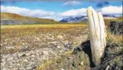  ?? AFP ?? A woolly mammoth tusk emerging from permafrost on central Wrangel Island, located in northeaste­rn Siberia.